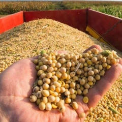 Giá đậu nành bao nhiêu 1kg