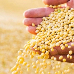 Công ty TNHH Anloc Cung cấp sỉ lẻ hạt đậu nành