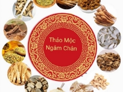 Thảo Mộc Xưa - Gìn Giữ Giá Trị Sức Khoẻ Từ Thiên Nhiên